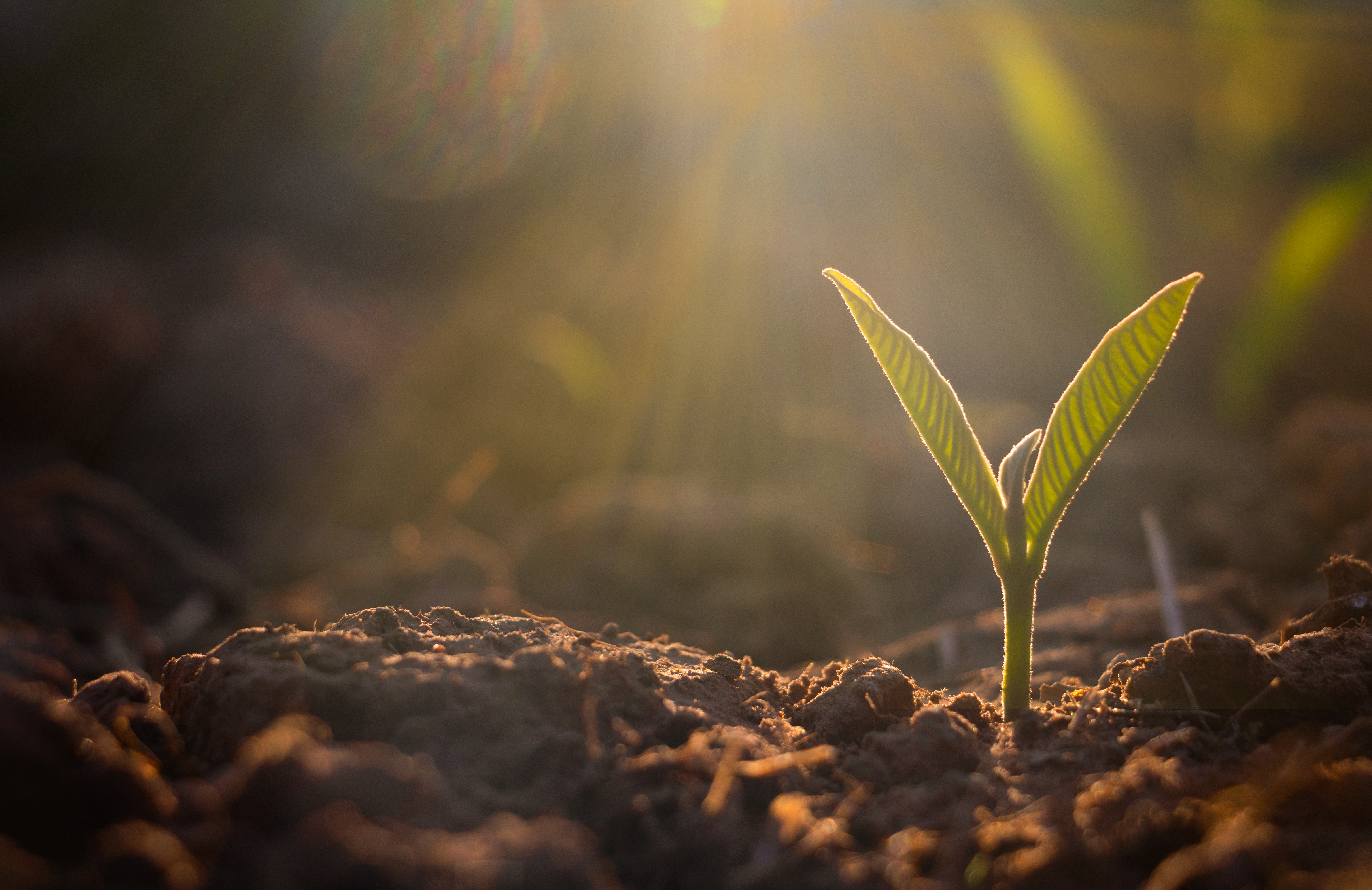 come fare una tartufaia - piante micorrizate